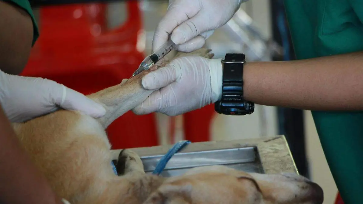 Esterilización canina en Tulancingo